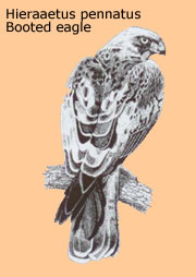 booted eagle
