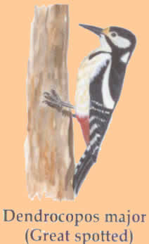 great spotted