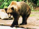 brown bear