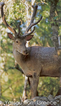 mountain deer