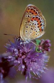 butterflies and moths