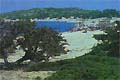 beach trees tolerate salt