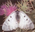 clouded apollo butter fly