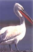 dalmatian pelican ala Mykonos Petros