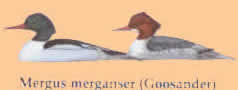 ducks