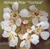 almond pear