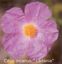 ladania