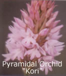 pyramidal orchid