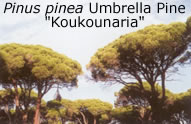 umbrella pine are very common