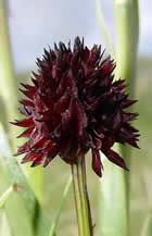 orchid
