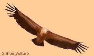 griffon vulture