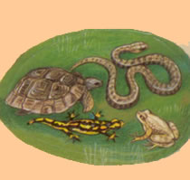 reptiles