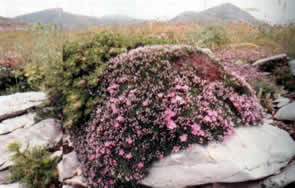 Mt. Tymfistos