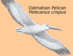 the 

Dalmatian Pelican