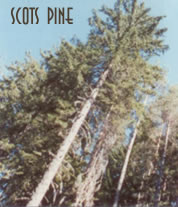a scots pine