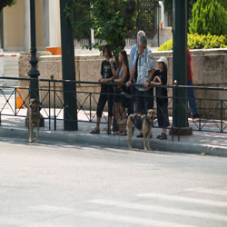 the obligatory dogs of athens