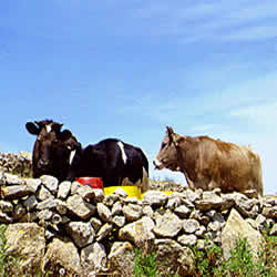 cows = fresh milk