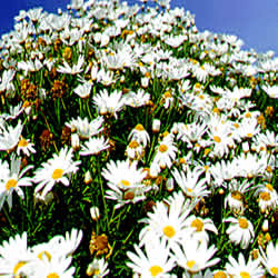 flowers in bloom