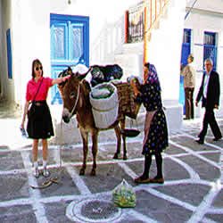 mule