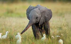 baby elephant & Fowl