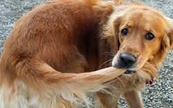 dog chasing-biting  its tail