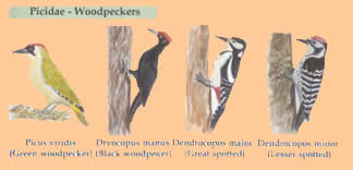 woodpeckers