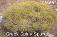 spiny spurge
