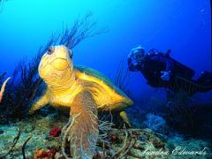 loggerheaded turtle paparazi