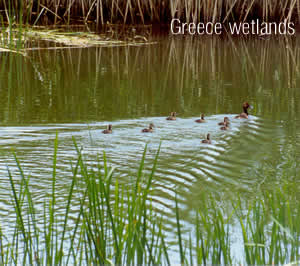 ducks prespa lakes
