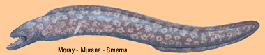 moray eel