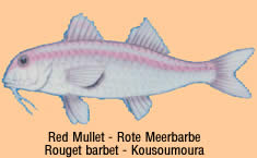 red mullet