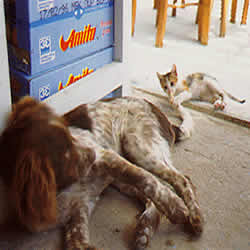 cats and dogs harmony