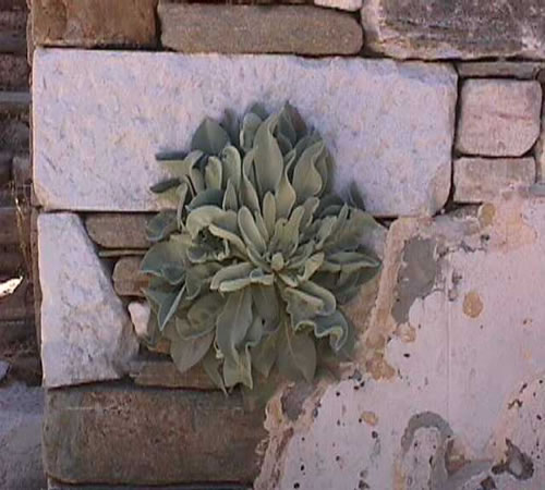 plant growing in wall
