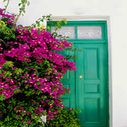 bouganvillia are everywhere