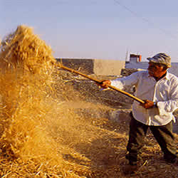 farmer