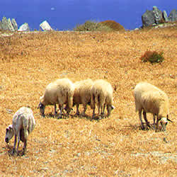 sheep