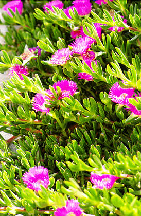 wildflowers in bloom