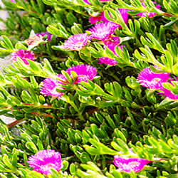local woldflowers