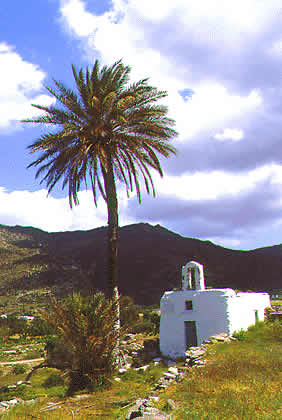 large palm tree and chapel