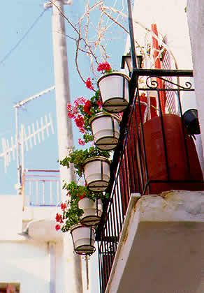 local color as in flower pots
