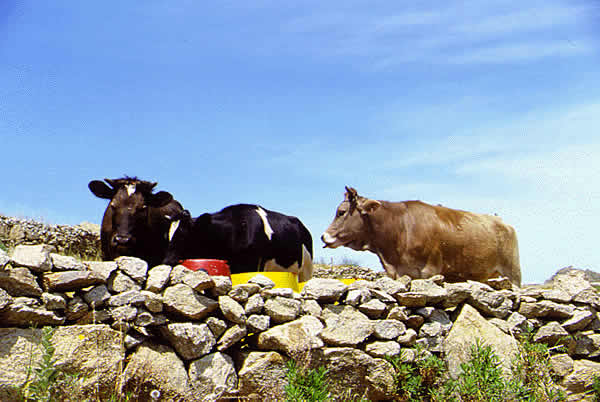 cows