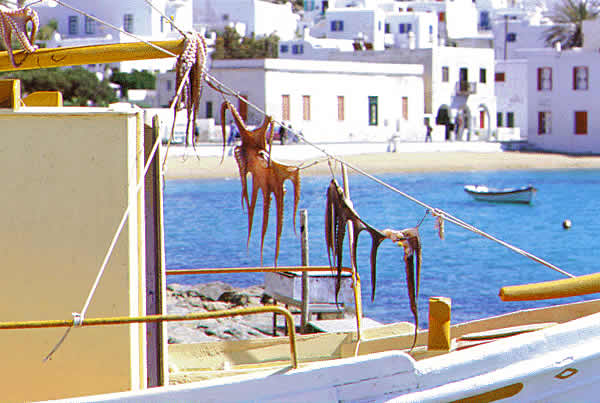octopus