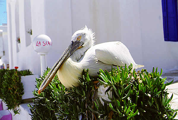 petros the pelican
