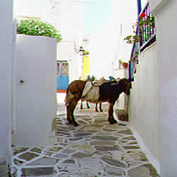 mule