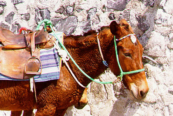 donkeys are used to carry passengers and other things