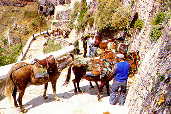 donkeys are used to carry passengers and other things