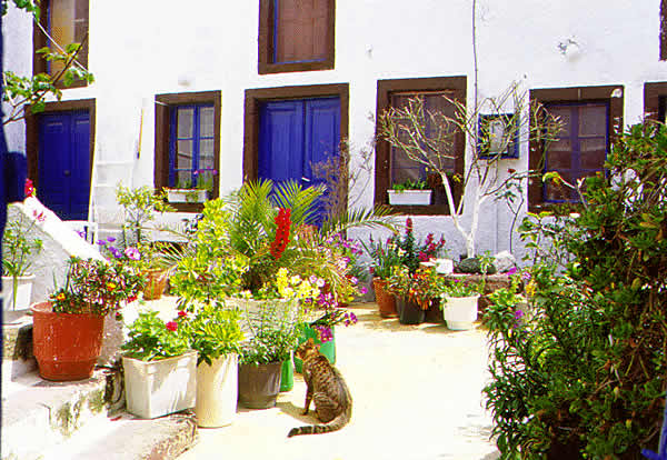 a cat in a local garden