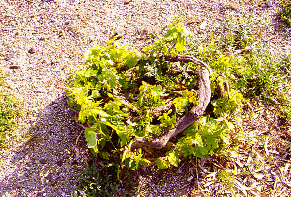 how they grow the grapes is close to the ground