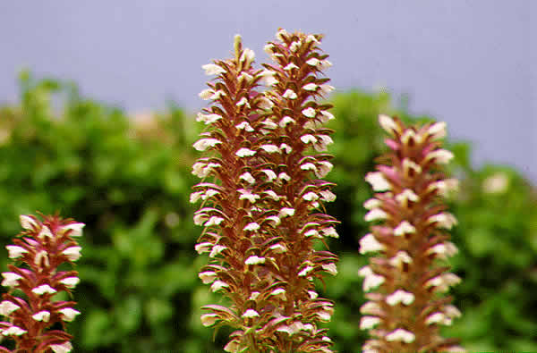 flowers of some sort