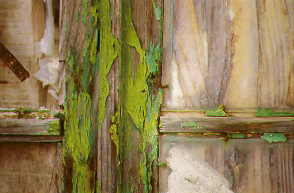 moss and stuff
